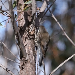 Cormobates leucophaea at Strathnairn, ACT - 17 Aug 2024