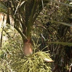 Lepidorrhachis mooreana (Little Mountain Palm) at Lord Howe Island, NSW - 2 Oct 2022 by MichaelBedingfield