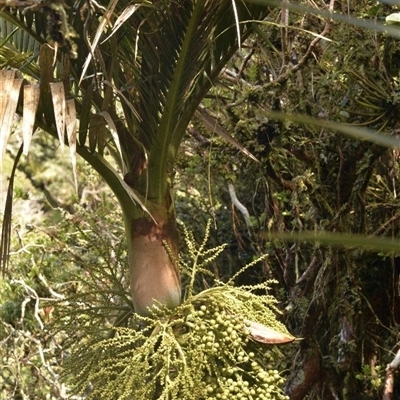 Lepidorrhachis mooreana (Little Mountain Palm) at Lord Howe Island, NSW - 2 Oct 2022 by MichaelBedingfield