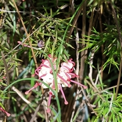 Grevillea rosmarinifolia subsp. rosmarinifolia (Rosemary Grevillea) at Bandiana, VIC - 13 Oct 2024 by KylieWaldon