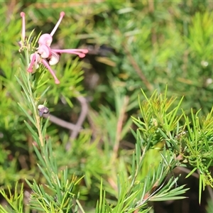 Grevillea rosmarinifolia subsp. rosmarinifolia at Bandiana, VIC - 13 Oct 2024 10:24 AM