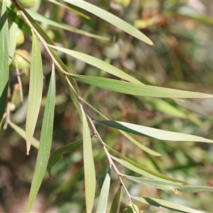 Acacia longifolia subsp. longifolia at Bandiana, VIC by KylieWaldon