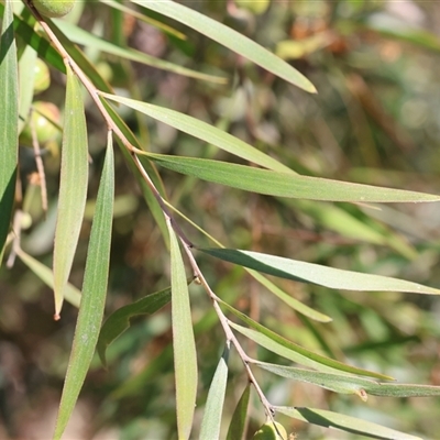 Acacia longifolia subsp. longifolia at Bandiana, VIC - 12 Oct 2024 by KylieWaldon