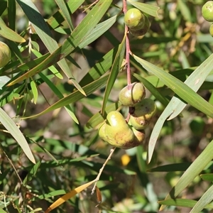 Unidentified Acacia Gall at Bandiana, VIC by KylieWaldon