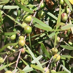 Trichilogaster sp. (genus) at Bandiana, VIC - 13 Oct 2024 10:25 AM