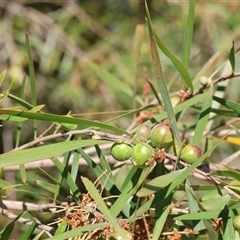 Trichilogaster sp. (genus) at Bandiana, VIC - 13 Oct 2024 10:25 AM