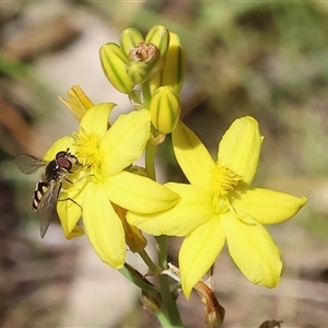 Unidentified Hover fly (Syrphidae) at Bandiana, VIC by KylieWaldon