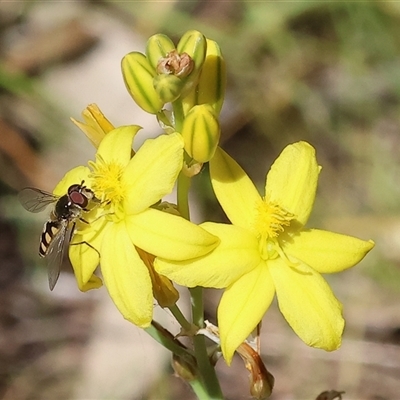 Unidentified Hover fly (Syrphidae) at Bandiana, VIC - 12 Oct 2024 by KylieWaldon