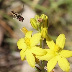 Melangyna viridiceps at Bandiana, VIC - 13 Oct 2024