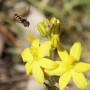 Melangyna viridiceps at Bandiana, VIC - 13 Oct 2024