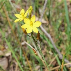 Bulbine bulbosa (Golden Lily, Bulbine Lily) at Bandiana, VIC - 13 Oct 2024 by KylieWaldon