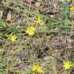 Bulbine bulbosa at Bandiana, VIC - 13 Oct 2024 10:25 AM