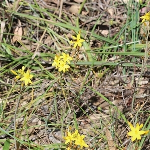 Bulbine bulbosa at Bandiana, VIC - 13 Oct 2024