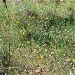 Bulbine bulbosa at Bandiana, VIC - 13 Oct 2024