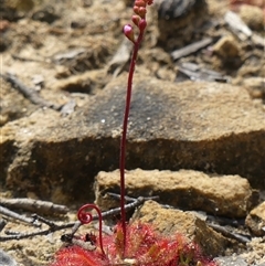 Drosera spatulata at Colo Vale, NSW - 4 Oct 2024 by Curiosity