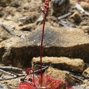 Drosera spatulata at Colo Vale, NSW - 4 Oct 2024