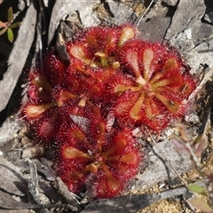 Drosera spatulata at Colo Vale, NSW - 4 Oct 2024