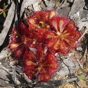 Drosera spatulata at Colo Vale, NSW - 4 Oct 2024