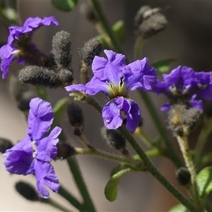 Dampiera purpurea (Purple Dampiera) at Colo Vale, NSW by Curiosity