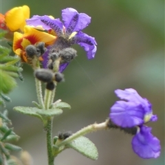 Dampiera purpurea at Colo Vale, NSW - 4 Oct 2024 01:31 PM