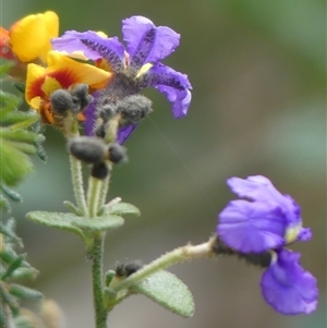 Dampiera purpurea at Colo Vale, NSW - 4 Oct 2024 01:31 PM
