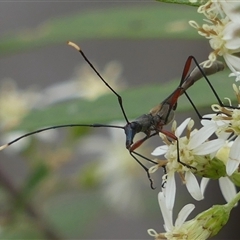 Enchoptera apicalis (Longhorn beetle) at Colo Vale, NSW - 4 Oct 2024 by Curiosity