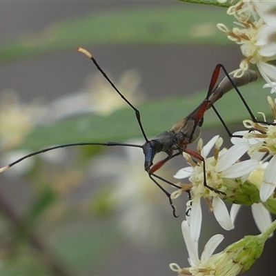 Enchoptera apicalis (Longhorn beetle) at Colo Vale, NSW - 4 Oct 2024 by Curiosity