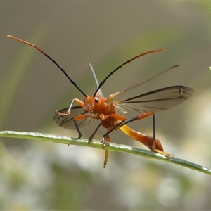 Macrones sp. (genus) (A wasp mimicking longhorn beetle) at Colo Vale, NSW by Curiosity