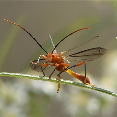 Macrones sp. (genus) (A wasp mimicking longhorn beetle) at Colo Vale, NSW - 4 Oct 2024 by Curiosity