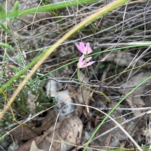 Caladenia carnea at Aranda, ACT - suppressed