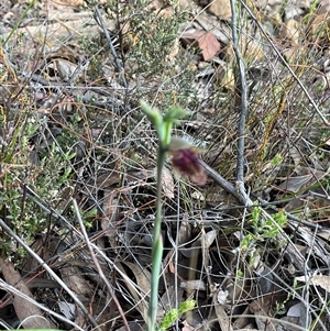 Calochilus platychilus at Aranda, ACT - 11 Oct 2024