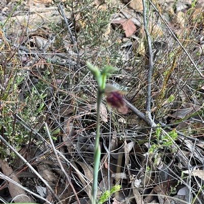 Calochilus platychilus (Purple Beard Orchid) at Aranda, ACT - 11 Oct 2024 by courtneyb