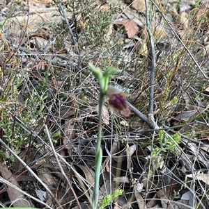 Calochilus platychilus at Aranda, ACT - suppressed