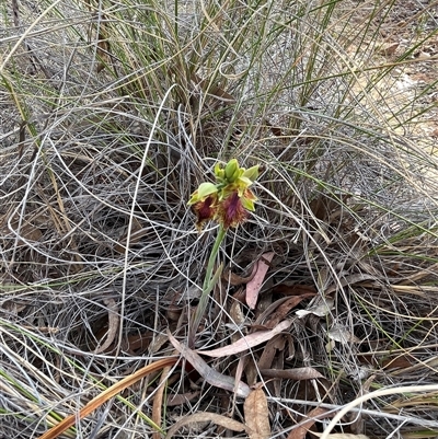 Calochilus montanus (Copper Beard Orchid) at Aranda, ACT - 11 Oct 2024 by courtneyb