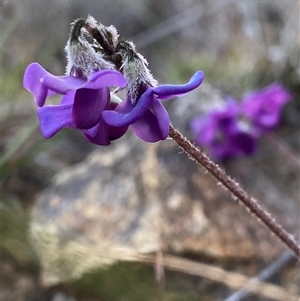 Swainsona sericea at Googong, NSW - suppressed