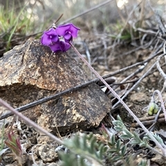 Swainsona sericea at Googong, NSW - suppressed