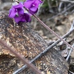 Swainsona sericea at Googong, NSW - suppressed