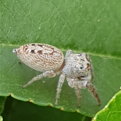 Opisthoncus sp. (genus) (Opisthoncus jumping spider) at Ainslie, ACT - 13 Oct 2024 by Jeanette