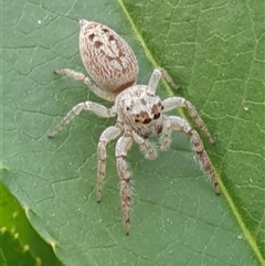 Opisthoncus sp. (genus) at Ainslie, ACT - 13 Oct 2024 05:45 PM