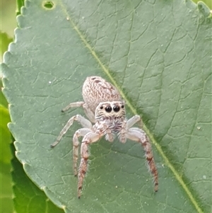 Opisthoncus sp. (genus) at Ainslie, ACT - 13 Oct 2024