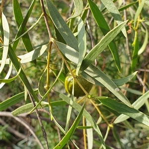 Santalum acuminatum at Ainslie, ACT - 13 Oct 2024