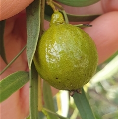 Santalum acuminatum at Ainslie, ACT - 13 Oct 2024