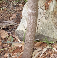 Santalum acuminatum at Ainslie, ACT - 13 Oct 2024