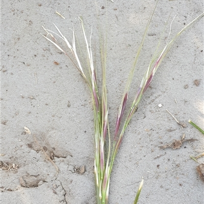 Nassella neesiana (Chilean Needlegrass) at Ainslie, ACT - 13 Oct 2024 by Jeanette