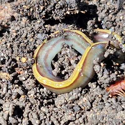 Caenoplana variegata (Two-tone Planarian) at Goulburn, NSW - 13 Oct 2024 by trevorpreston