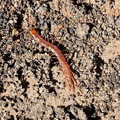 Lithobiomorpha (order) (Unidentified stone centipede) at Goulburn, NSW - 13 Oct 2024 by trevorpreston