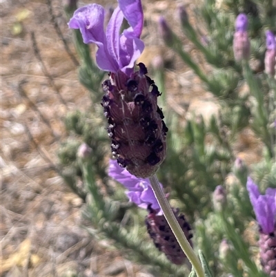 Lavandula stoechas (Spanish Lavender or Topped Lavender) at Tirrannaville, NSW - 12 Oct 2024 by JaneR