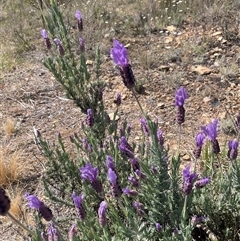 Lavandula stoechas at Tirrannaville, NSW - 12 Oct 2024