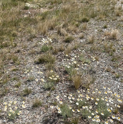 Leucochrysum albicans subsp. tricolor (Hoary Sunray) at Currawang, NSW - 12 Oct 2024 by JaneR