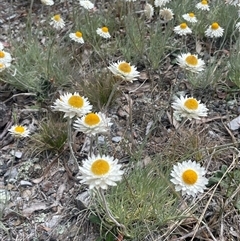 Leucochrysum albicans subsp. tricolor at Currawang, NSW - 12 Oct 2024